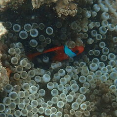 Amphiprion melanopus