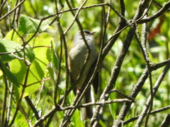 Junco phaeonotus