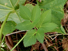 Angelica lucida