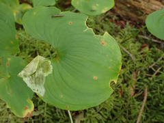 Parallelomma