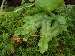 Conocephalum conicum