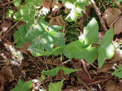 Phytomyza spondylii group