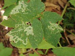 Phytomyza spondylii group