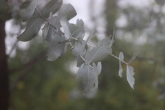Eucalyptus shirleyi