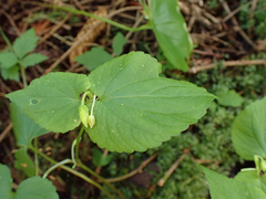 Viola glabella