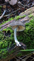 Entoloma