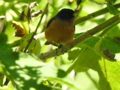 Diglossa baritula