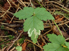 Phytomyza tiarellae