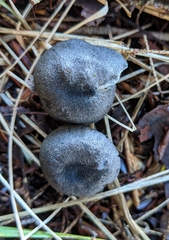 Entoloma