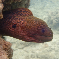 Gymnothorax javanicus