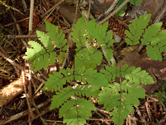 Gymnocarpium dryopteris