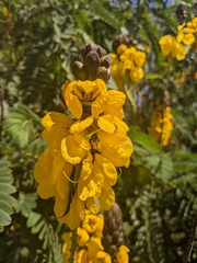 Senna didymobotrya