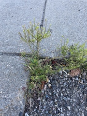 Lepidium densiflorum