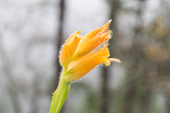 Dichromanthus aurantiacus