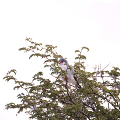 Polihierax semitorquatus