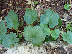 Heuchera micrantha