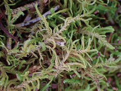 Claopodium bolanderi