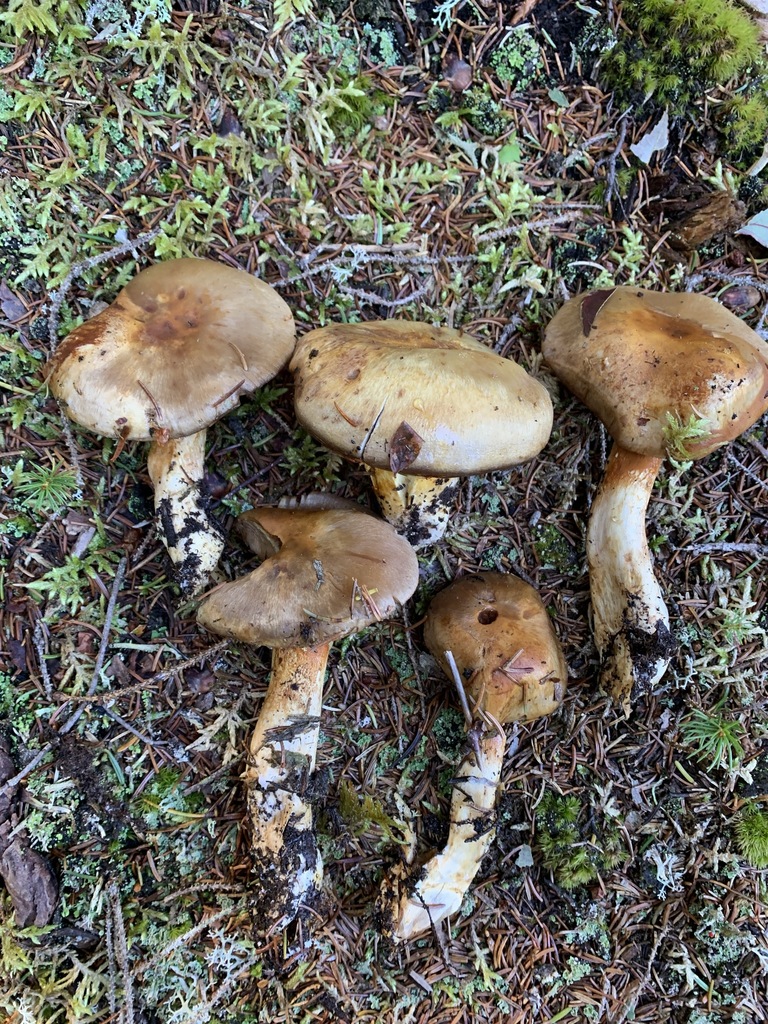 Cortinarius sp. 'transiens-NY01'