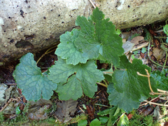 Heuchera micrantha