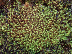 Tortella tortuosa