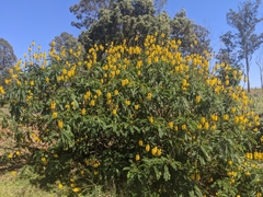 Senna didymobotrya