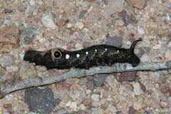 Xylophanes falco