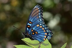 Limenitis arthemis arizonensis