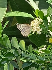 Ascia monuste monuste