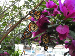 Danaus plexippus plexippus