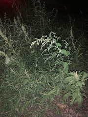 Chenopodium berlandieri