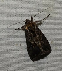 Ctenoplusia oxygramma