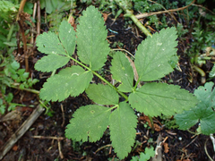 Angelica genuflexa