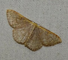 Leptostales pannaria