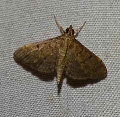 Herpetogramma phaeopteralis