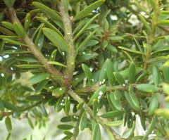 Madarococcus totarae