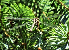 Archilestes californicus