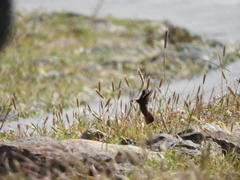 Saucerottia beryllina