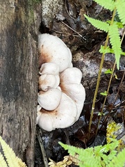 Lentinellus
