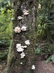 Pleurotus