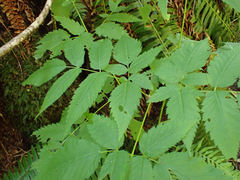 Aruncus dioicus