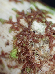 Frullania nisquallensis