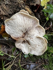 Lentinellus