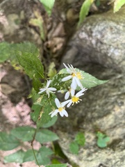 Eurybia divaricata