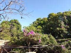 Ipomoea pedicellaris