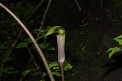 Arisaema macrospathum