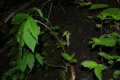 Arisaema macrospathum