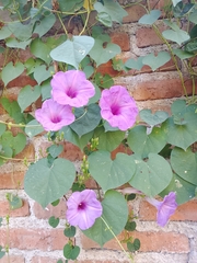 Ipomoea pedicellaris