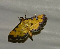 Ategumia ebulealis
