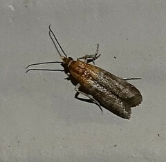 Moodna pallidostrinella