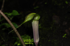 Arisaema macrospathum